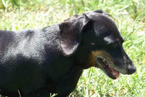Dogs8
