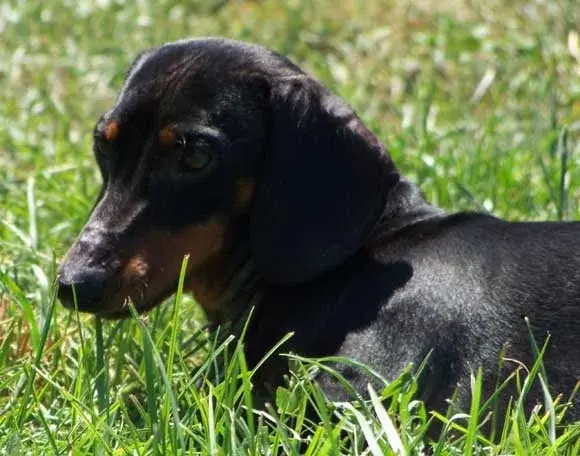 Dogs9