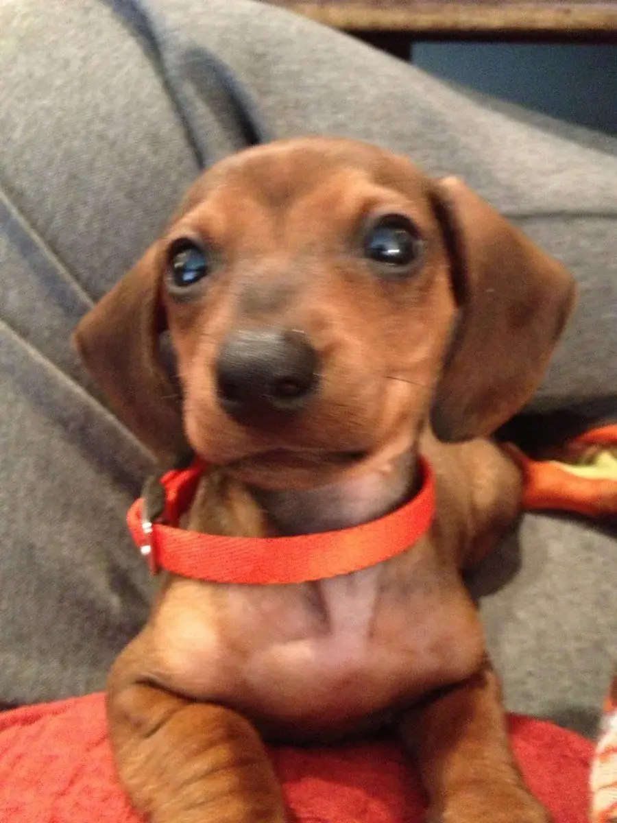 Dooley_Dog