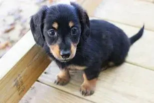 FIONA