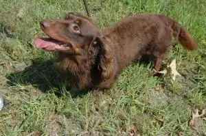Fritz