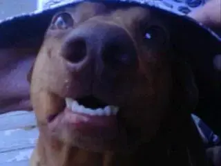 Hat2