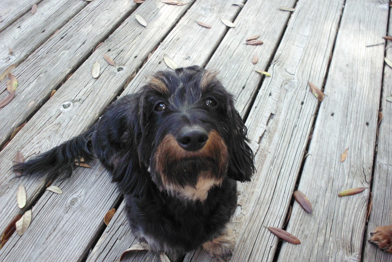 Pints-N-Paws_Sanford_003