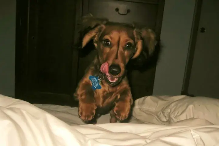 Pongo