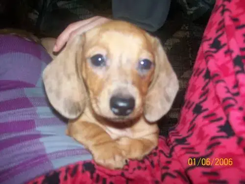Pup