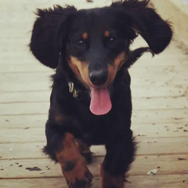 PUPPY