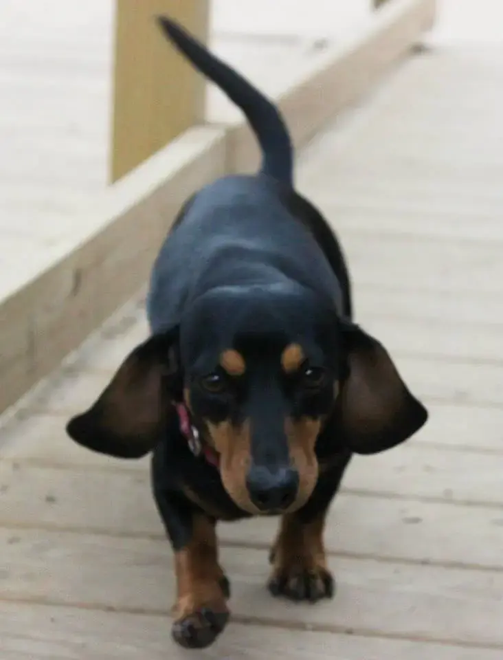 Puppy6