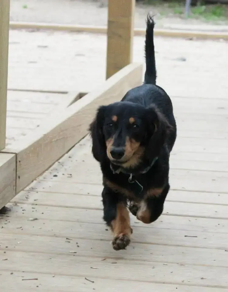 PUPPY8
