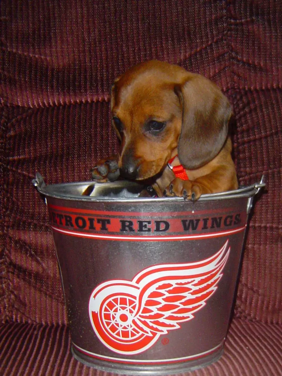 Rusty_Red_Wings