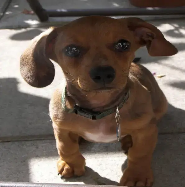 Sammy