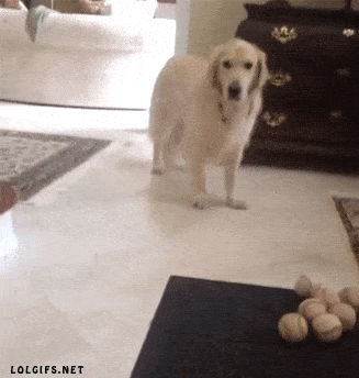 what-the-what-8.gif