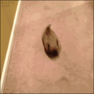 gifs_02.gif