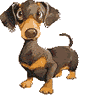 littledoxie.gif