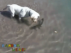 tumblr_maun1uxD4M1r8dy8go1_250.gif