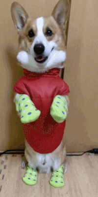 tumblr_mamj0cApEU1qiwf8po1_250.gif