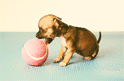 tumblr_maepaixw1g1r29ipjo3_250.gif