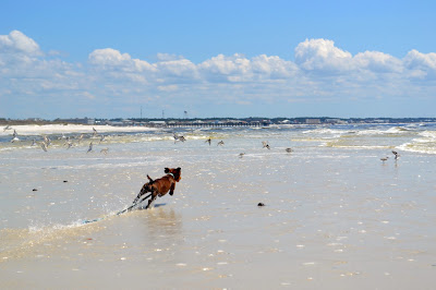 nola+beach+9.jpg