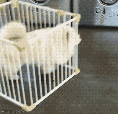wheekend-6.gif