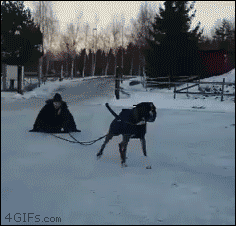 shirkentines-day-8.gif