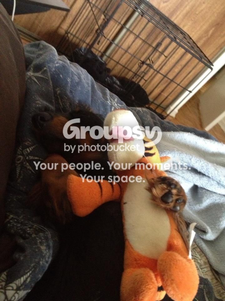 Zeldanaptigger_zps69e83820.jpg