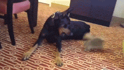 tumblr_magmv87Yqv1r3gb3zo4_250.gif