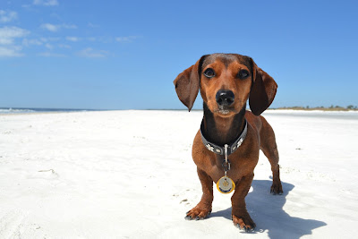 nola+beach+10.jpg