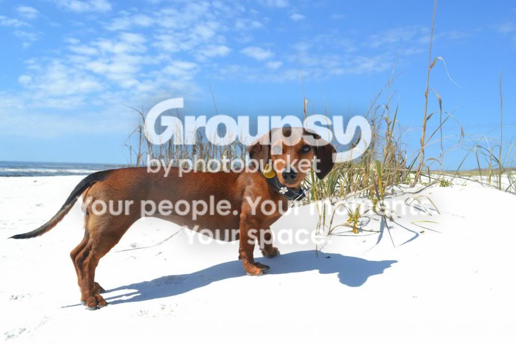 nolabeach2.jpg