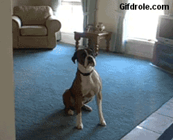 shirktember-3.gif