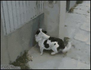 friyay-1.gif