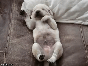 dreaming-dog-1.gif