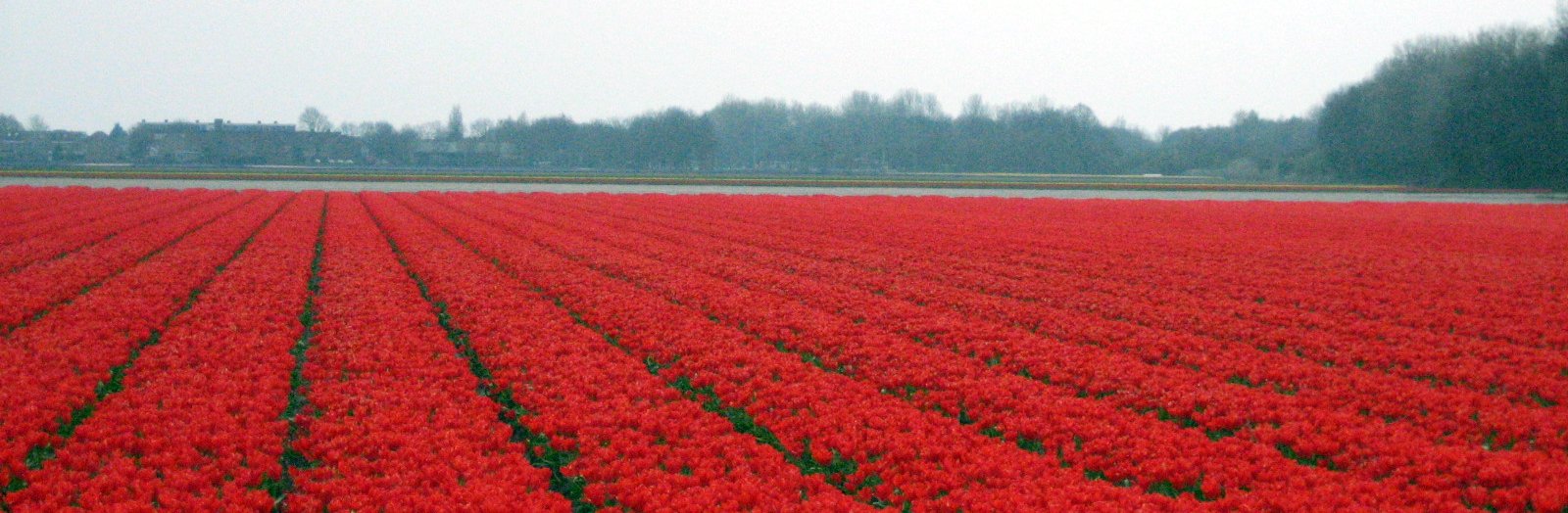 Veld_met_rode_tulpen.jpeg