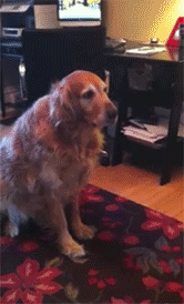 tumblr_lxq68fe0Gr1qzcv7no1_250.gif