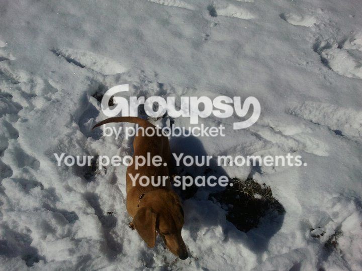 snow_zpsd706d28b.jpg