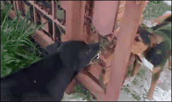 tumblr_n8dbyukC7c1qdlh1io1_400.gif