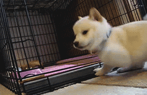 tumblr_mzh7t5Dous1sdipz0o1_400.gif