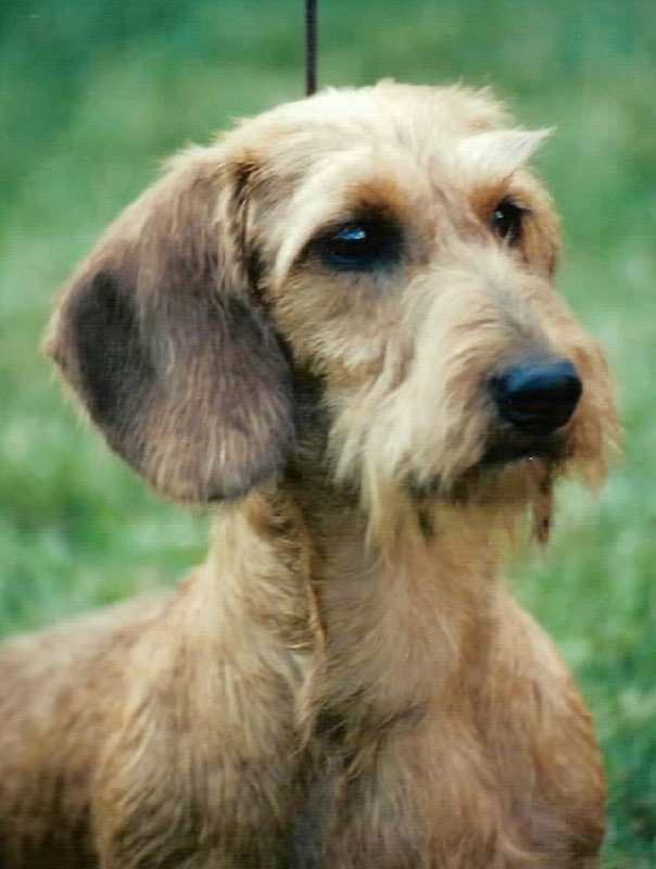 dachsh12.jpg