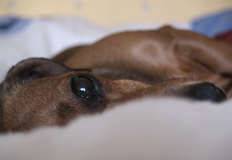 dachshund__by_long_way_to_happy.jpg